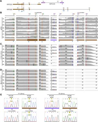 Loss of Monoallelic Expression of IGF2 in the Adult Liver Via Alternative Promoter Usage and Chromatin Reorganization